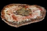 Wide, Brilliant Red Petrified Wood Tabletop - Junggar Basin, China #141051-1